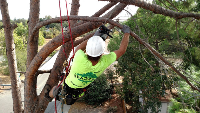 arborist trimming tree in fremont ca