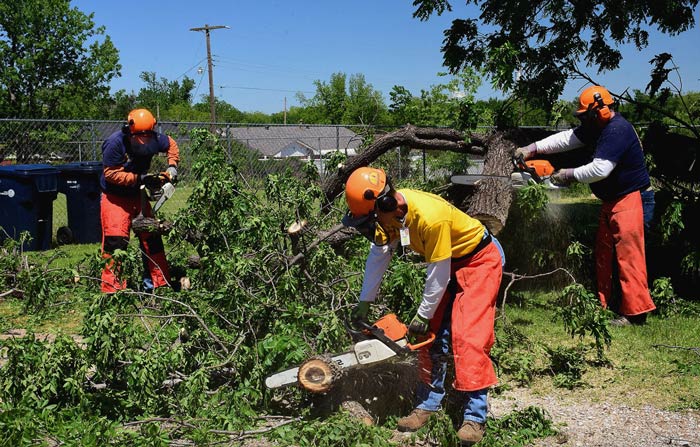 cutting up fallen tree in yard