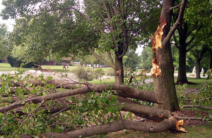 fallen branches need chipping