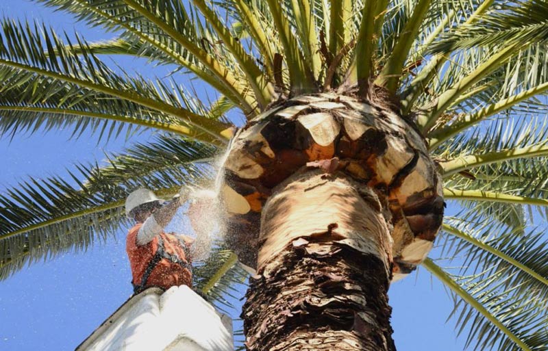 palm tree trimming fontana ca