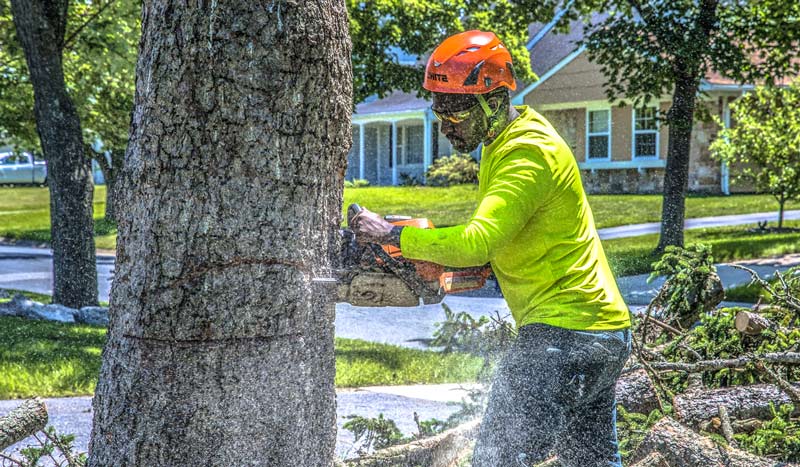 Tree Lopping