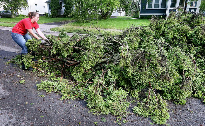 removal of tree debris from front yard