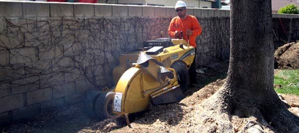 removing surface roots by professional