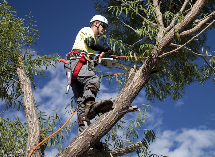 tree cutting by pro in long beach ca