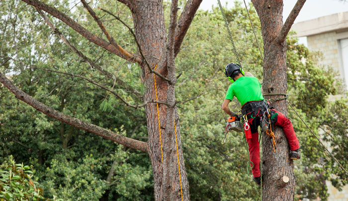 tree removal service long beach ca