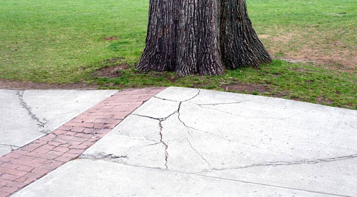 tree roots lifting concrete