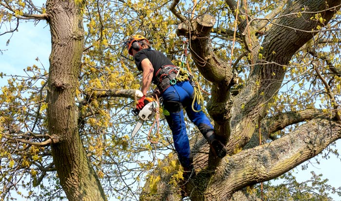 Tree removal permit Hamilton v2