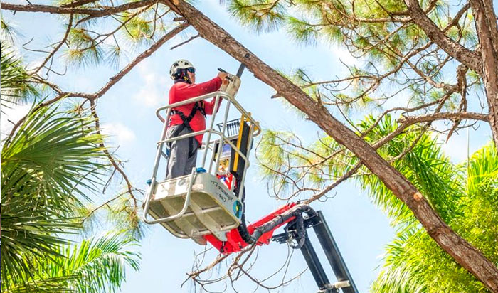 Tree removal permit Lakewood v2
