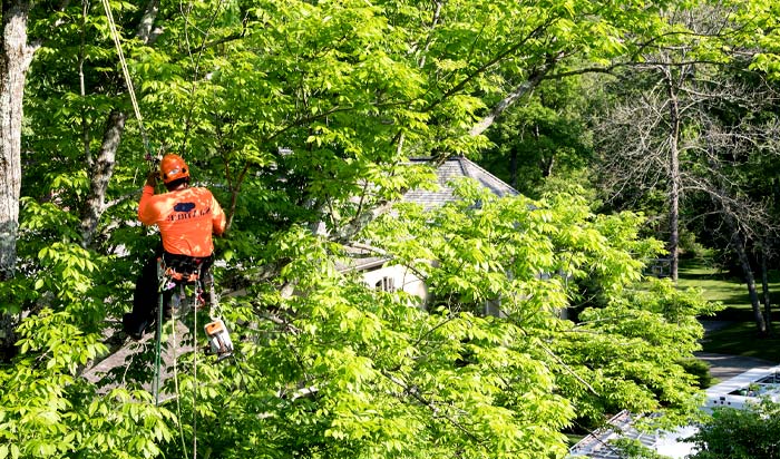 Tree removal permit Paterson v2