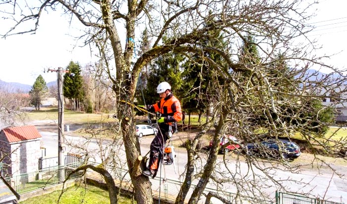 Tree removal permit Rochester v2