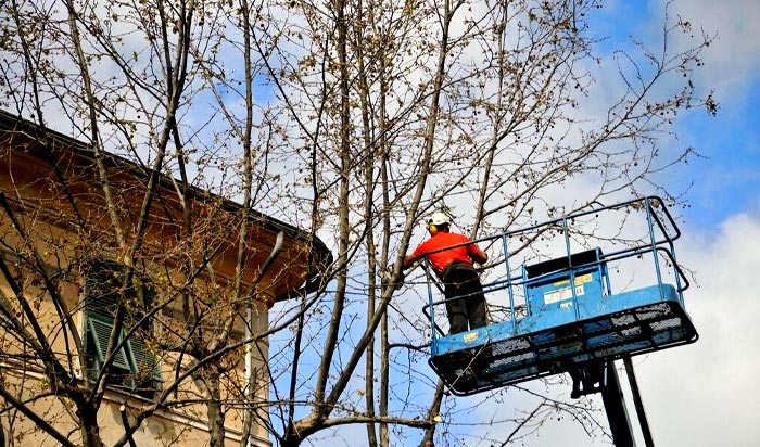 Tree removal permit Toms River v2