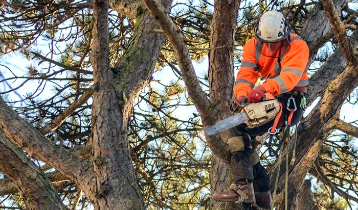 Tree removal permit Yonkers v2