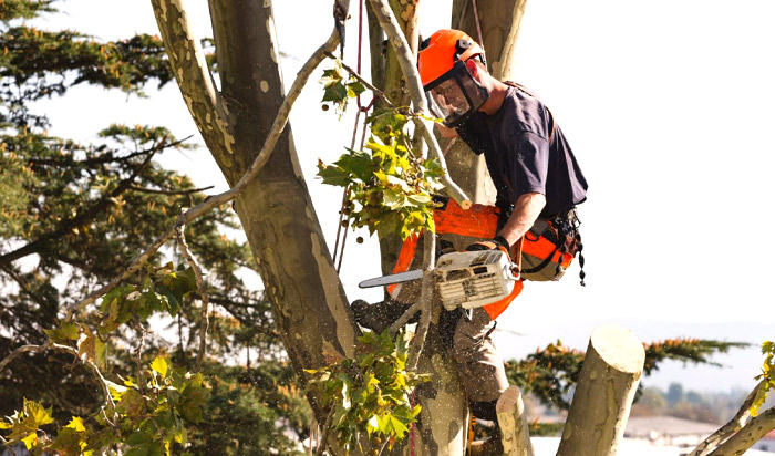 Tree removal permit buffalo v2