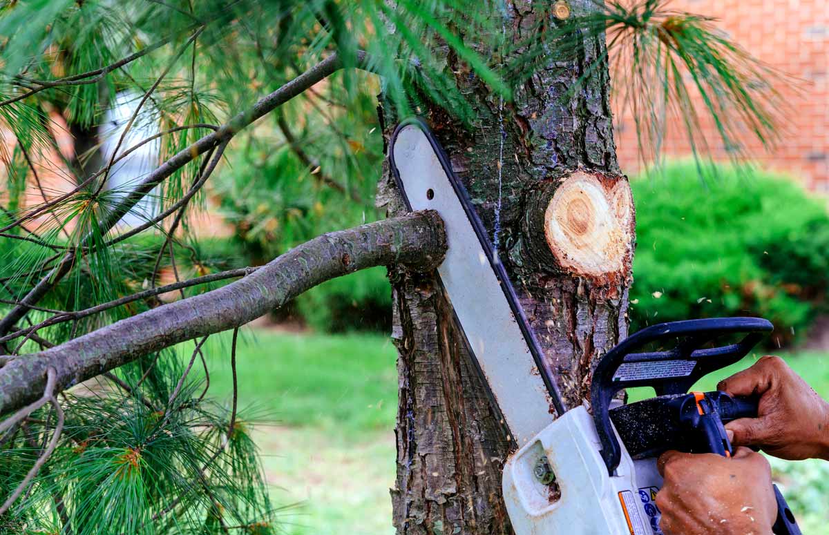 limbing up pine tree