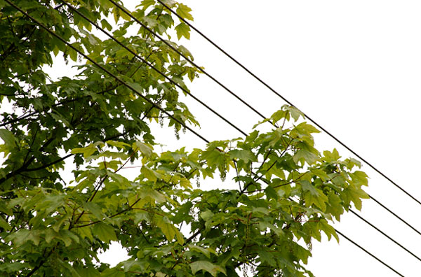 tree beanches growing through power lines