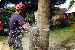 tree cutting service