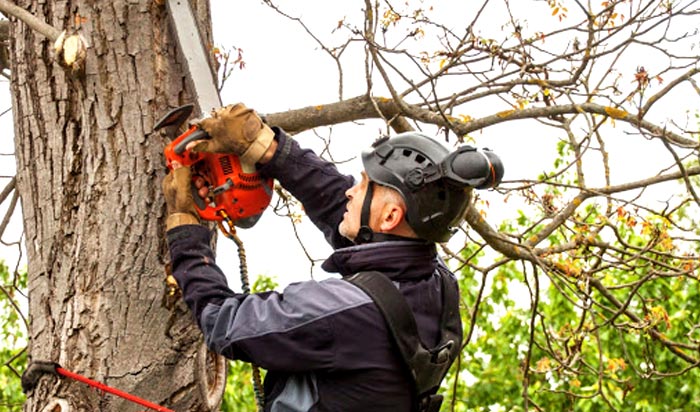 Tree removal permit Columbus v2