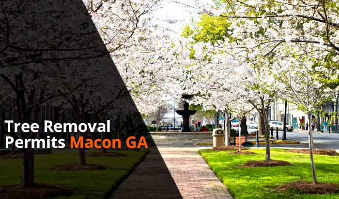 Tree removal permit Macon v1