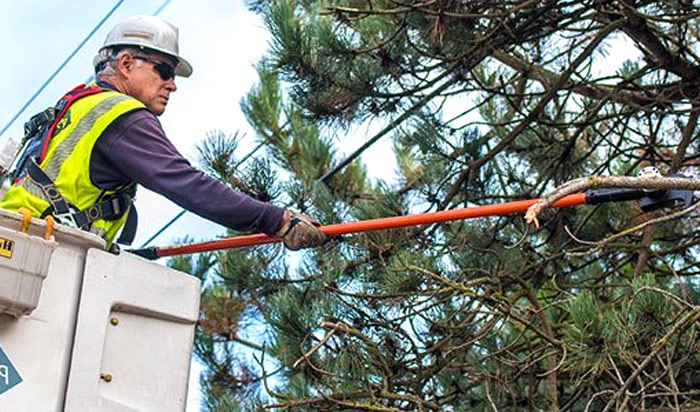 Tree removal permit Macon v2