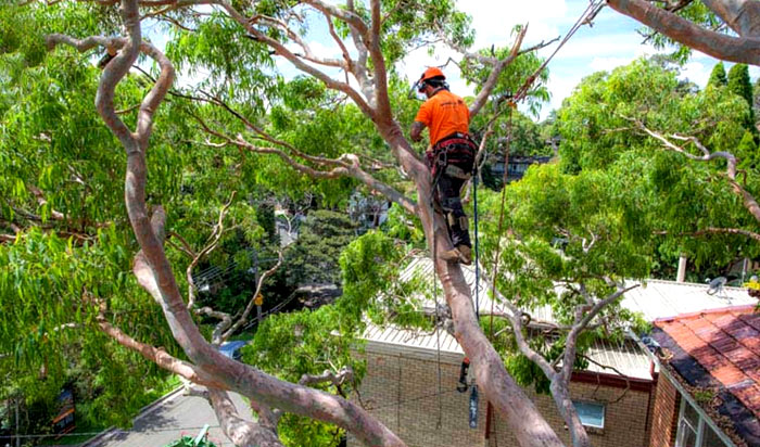 Tree removal permit Roswell v2