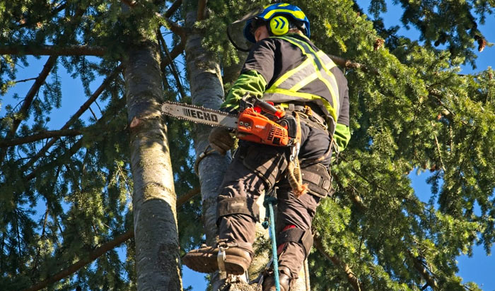 Tree removal permit Savannah v2