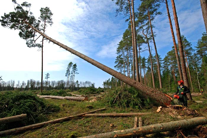 trees cut down per day