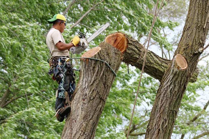 Penalty For Cutting Trees Without A Permit