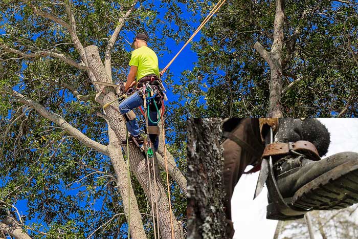 spiking a tree when trimming