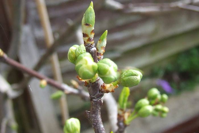 tree budding in spring