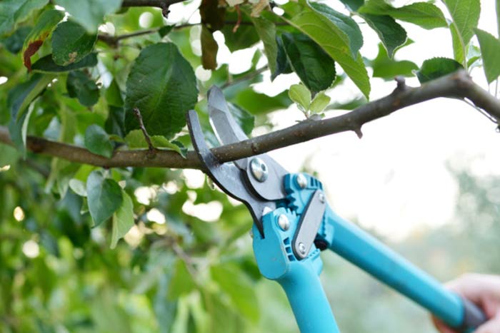 trimming a fruit tree