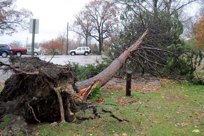 uprooted large tree