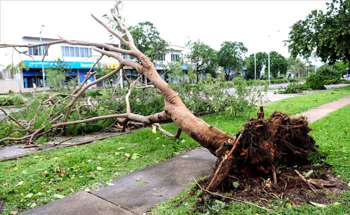 uprooted tree over road