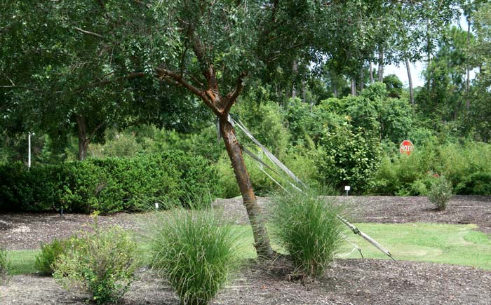 uprooted tree staked and saved