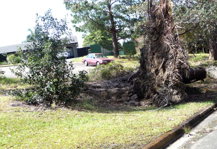 uprooted tree stump