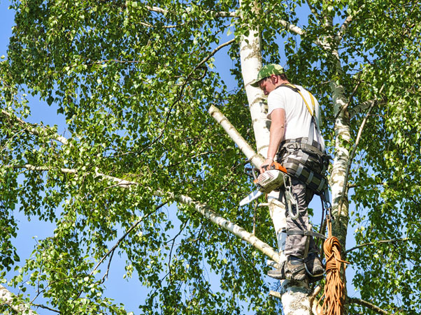 Difference Between Pruning and Trimming