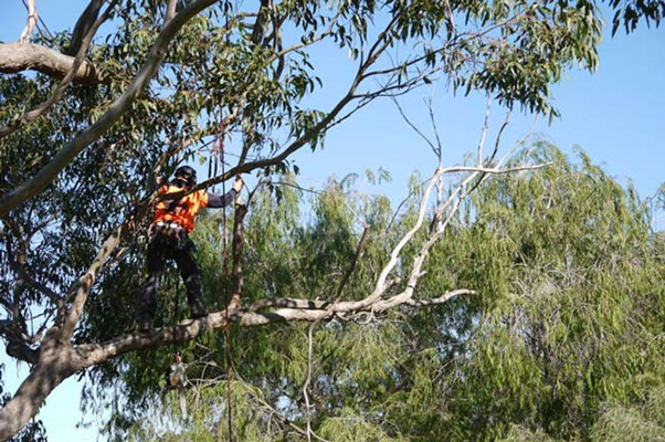 Does Cutting Off Dead Branches Help A Tree