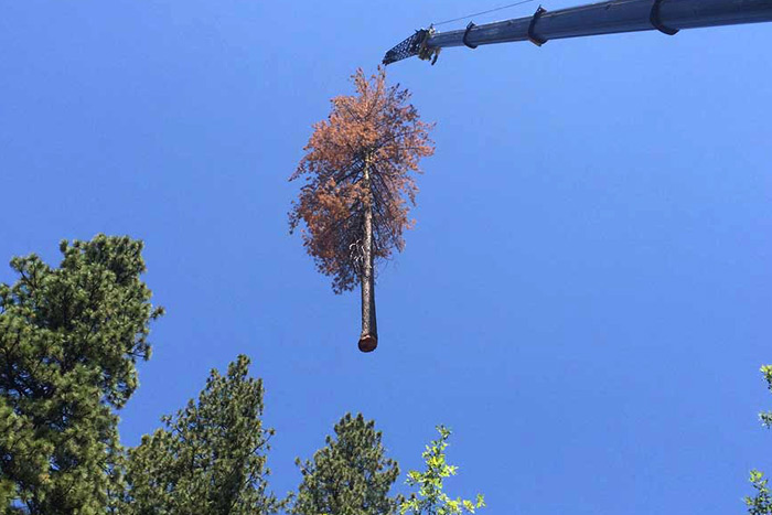 Hazardous tree removal near me