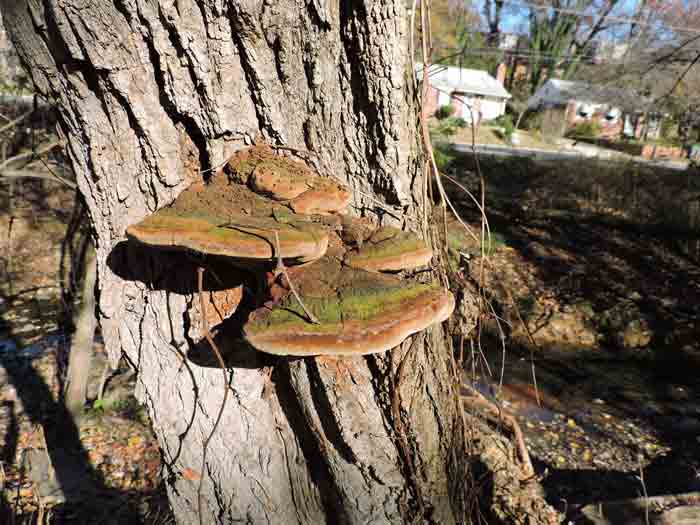 bracket fungi on tree