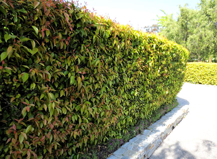 evergreen hedge needs trimming