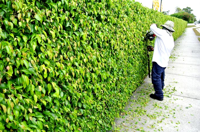 hedge maintenance company