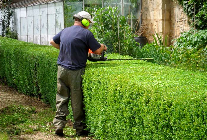 Hedge Trimming Services Near me – 2024 Price Guide