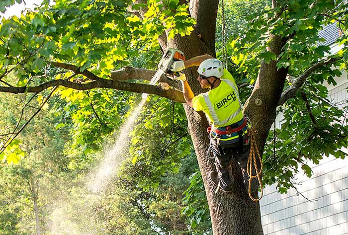 Tree Trimming