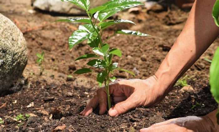 planting a sapling