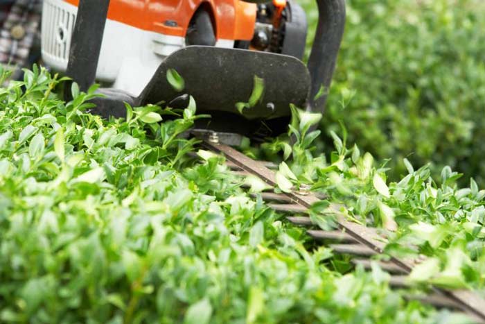 pro trimming a hedge