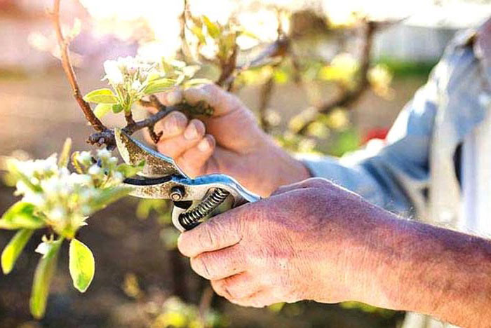 pruning tree in summer