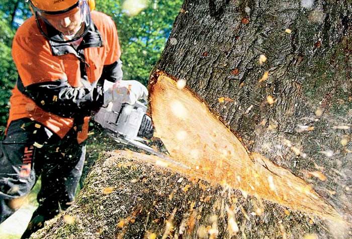 Tree Removal Fort Worth