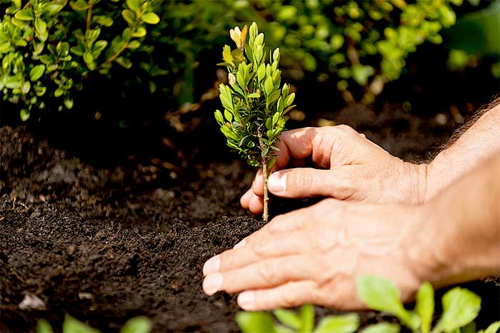 Can I plant a tree on my property line plant a new tree