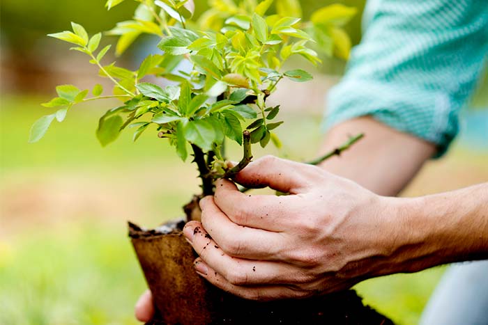 Can small trees be planted close to a home little tree