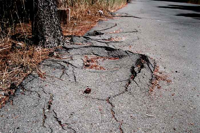 Can tree roots break concrete broken concrete