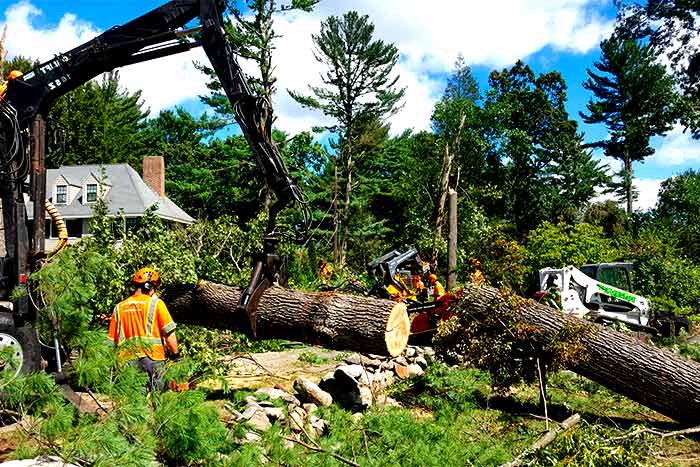 Dead Tree Removal Services